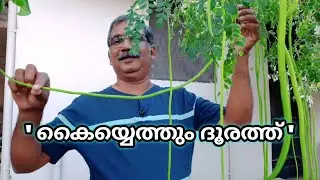 ചെടിമുരിങ്ങ നല്ലരീതിയിൽ കായ്ക്കാൻ എന്തെല്ലാം കാര്യങ്ങൾ ശ്രദ്ധിക്കണം|How to Grow a Dwarf Muringa Tree