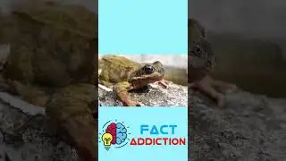 FROG FACT YOU DIDN'T KNOW