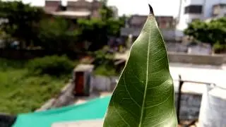 XOLO Play 8x-1100 | camera result | Video Sample of  [HD]