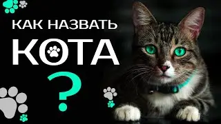 😻 What to name a kitten. Nicknames for male and female cats
