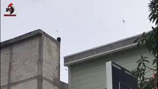 Suara Burung Walet Panggil Tarik Inap