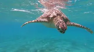 Egypt, Marsa Alam, Abu Dabbab Bay, 2021