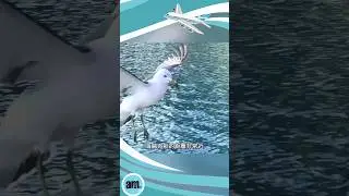 到京都威尼斯－伊根欣賞海上舟屋的美景 遊覽船出海繞行伊根灣餵海鷗｜日本旅游 #shorts #japantravel #京都
