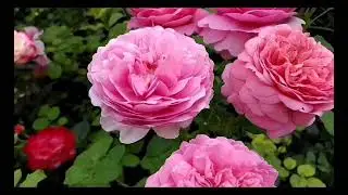 Austin Roses. Three Favorite Varieties.