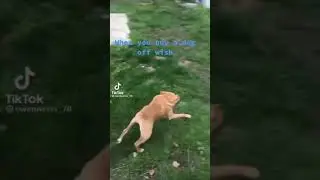 Dog off of wish