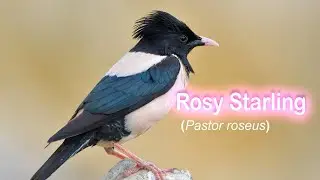 Rosy Starling (Pastor roseus), bathing
