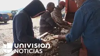 Incertidumbre: el panorama en plantaciones de La Mora tras la masacre de la familia LeBarón