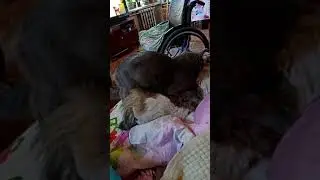 Cats wedding . Кот Мышкин и кошка Жулька...