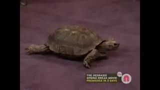 All That Green Room: Attacking Turtle