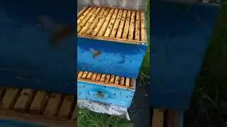 Сушу пчелиные рамки 2022