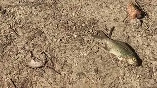 Поймала рыбу и отпустила ☺️