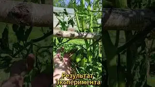 Купил весной помидоры в пятёрочке и посадил их на рассаду. И вот результат🍅