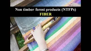 Non timber forest products (NTFPs): Fiber (Part 1)