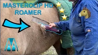 ASMR Horse Clipping!!! (CLIPPING 