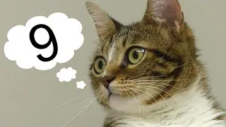 Do Cats Really Have 9 Lives? The Truth Behind the Myth!