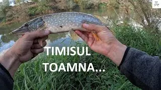 🎣 Timișul toamna... Spinning! 🎣