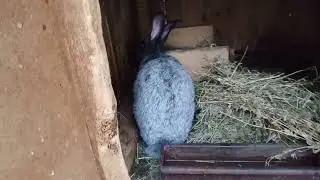 начались потихоньку окролы