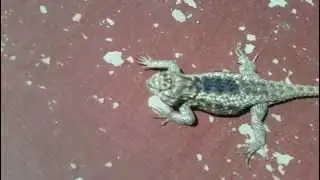 big fat lizard
