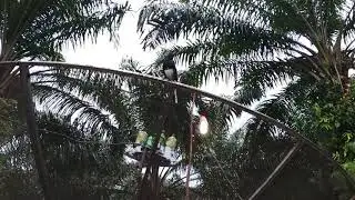KACER LEPAS GACOR PARAH