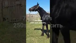 23 апреля 2024 г.