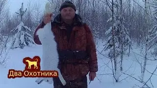 Охота на зайца. Выпуск 11. Сезон 2016-2017.