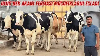 Mazza Qilib TOMOSHA Qiling ULUG'BEK AKANI N1 Fermasi VOYYY DODDD
