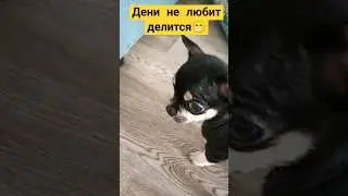 не вздумай сожрать 😸