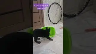 Игры в разгаре