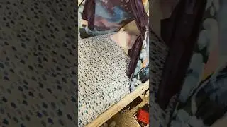 Coyote therian making his den #therian #coyote #grwm