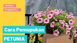 Tips Pemupukan Petunia dan Vinca agar rajin berbunga & bebas daun kuning
