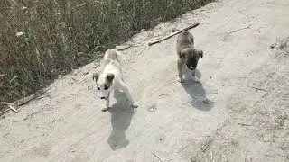 Cute baby dogs in south punjab |Cute beauti dogs |dogs in south punjab Pakistan. |Cute animals ||