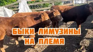 бычки лимузины