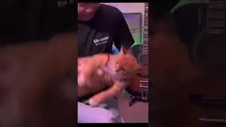 какая это модель гитары