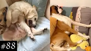 LOL It Seems Like These Dogs Are Broken!😂 | Funny Dogs Video