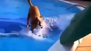 Собака в бассейне Ржака