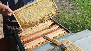 Бонусная вторая качка подсолнуха 9.08.24.
