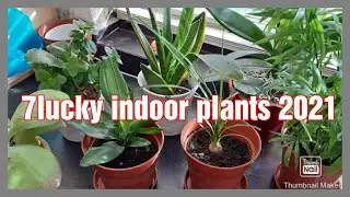 7 lucky indoor plants 2021