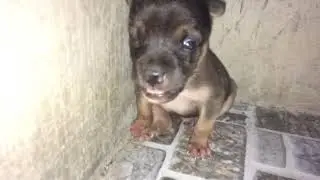 Puppy crying