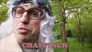 DAWN CHORUS - CHAFFINCH FACTS