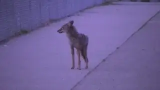 Coyote Den On Elementary School Property