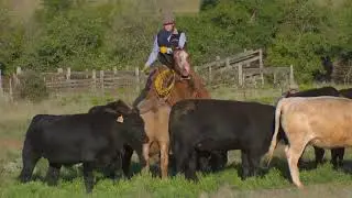 Cow-Calf Corner - Aug. 24, 2024