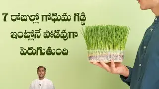 How to Grow Wheatgrass at Home | Improves Blood | Reduces Anemia | Cancer |Dr.Manthena's Health Tips