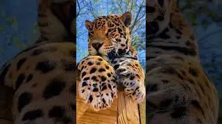 Tank Claws
