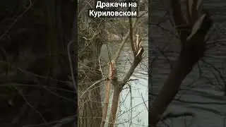 Дракачи снова на Куриловском 