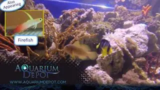 Lemon Goby - A Bright and Vibrant Fish