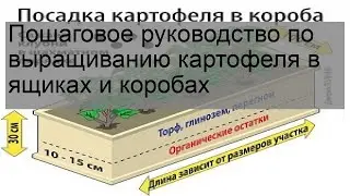 Пошаговое руководство по выращиванию картофеля в ящиках и коробах