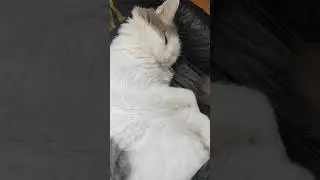 Нужно проконсультироваться с ветеринаром