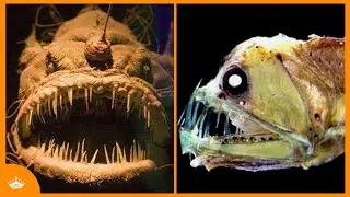 DIEPZEE VISSEN DIE JE NIET TEGEN WILT KOMEN 😱🐟 - Top 5