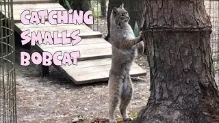 Catching Smalls Bobcat