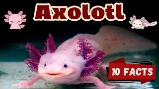 10 Amazing Axolotl Facts for Kids | Fun and Fascinating Facts About Axolotls! 